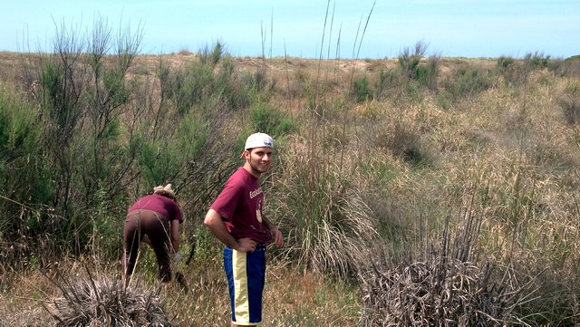 Imatge de la segona jornada de restauraci de les dunes de Central Mar (Gav Mar) organitzada pel grup ecologista 'Les Agulles' (9 Juny 2012)